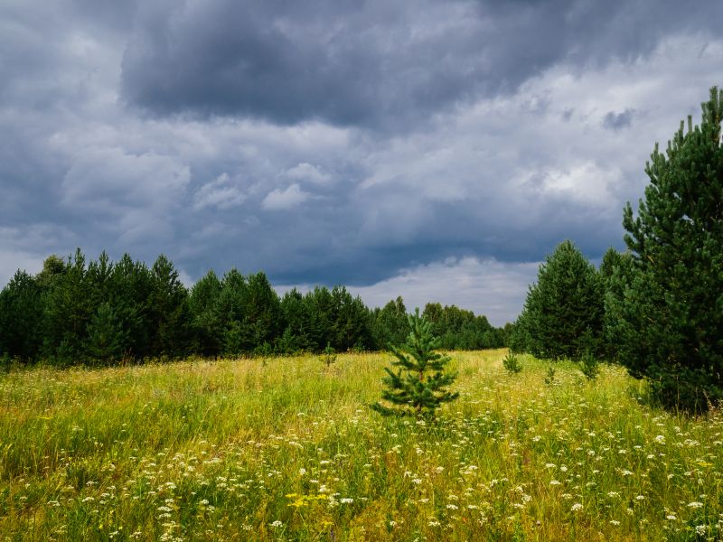 Easement Land Clearing in Houston, TX